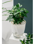 Lazy Hydroponic Plant Pot